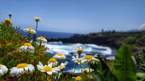 Close-up of yellow flowers blooming against sea