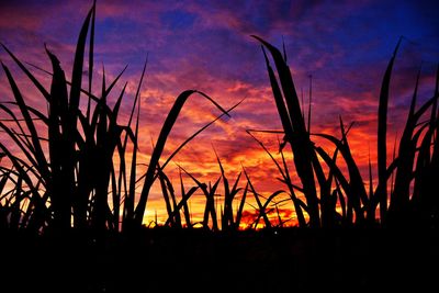 Silhouette plants against sunset sky