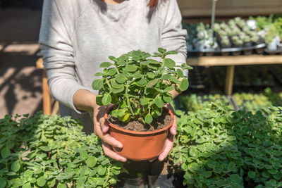 Young gardener holding plants in the garden center