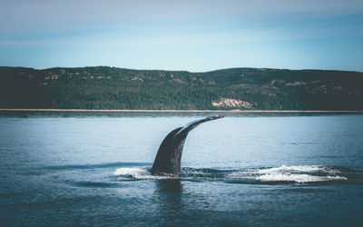 Tadoussac whales