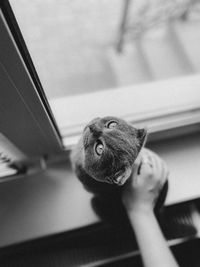 Cat in the window