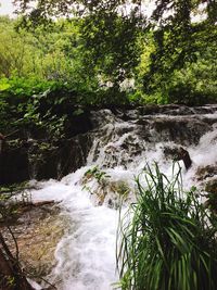 River flowing through forest