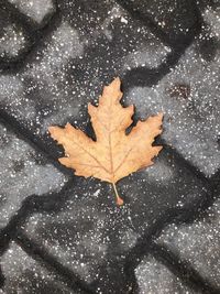 High angle view of maple leaf