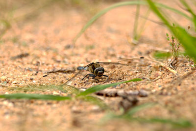 Close-up of insect on land