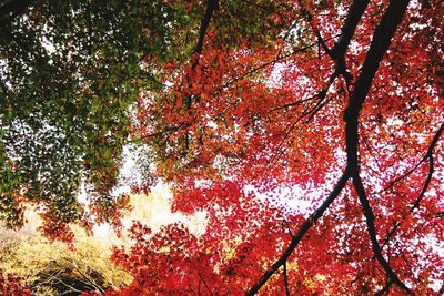 Low angle view of trees