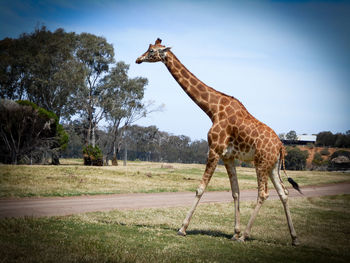 Giraffe standing on field