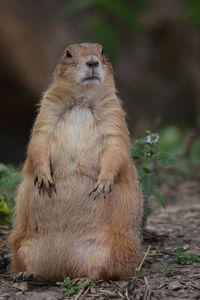 Portrait of prairie dog