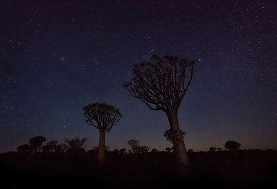 Quiver tree forest in southern namibia taken in january 2018