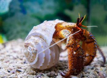 Close-up of crab on land