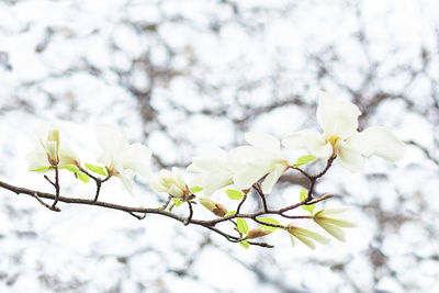 White magnolia flowers on a magnolia branch on a blurred background of branches.