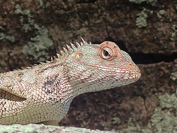 Close-up of lizard