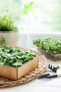 Assortment of micro greens on wooden table. healthy food