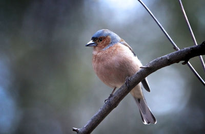 Close-up of bird perching on branch