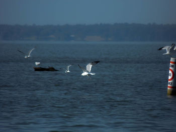 Birds flying over sea against sky