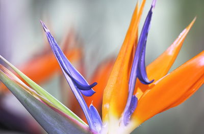 Close-up of purple flowering plant