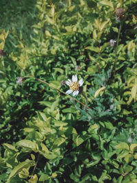 Close-up of flowers blooming outdoors