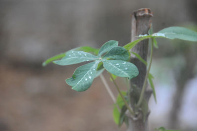 Close-up of small plant