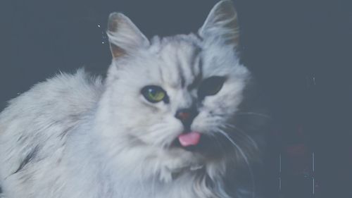 Portrait of cat