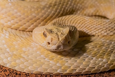 Close-up of snake