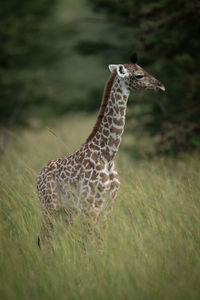 Baby masai giraffe stands in long grass
