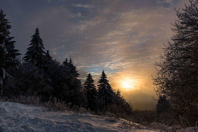 Trees on snow covered landscape against sky