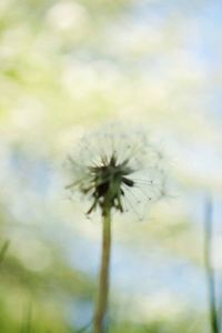 Close-up of dandelion flower