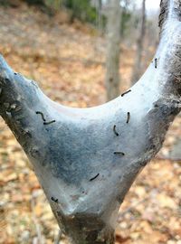 Close-up of tree trunk