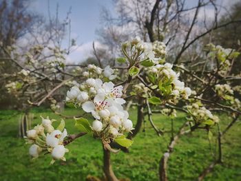 Close-up of white cherry blossoms in spring