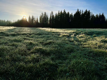Scenic view of field against sky
