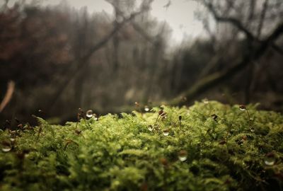 Close-up of green plants in water