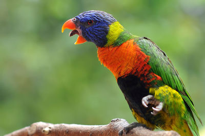 Close-up of parrot perching on leaf