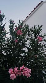 Low angle view of pink flowering plants against sky