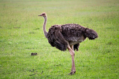 Bird standing in a field