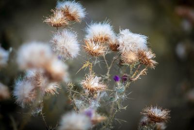 Close-up of wilted dandelion