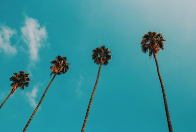 Low angle view of coconut palm trees against blue sky