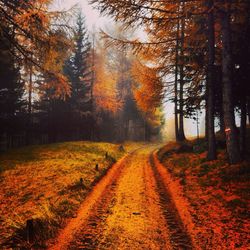 Scenic view of forest during autumn