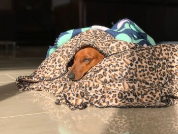 Close-up of a dog resting at home