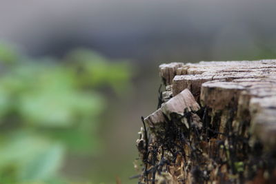 Close-up of damaged tree stump