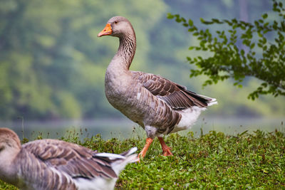 Ducks on a field