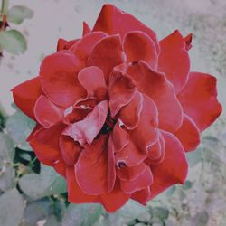 Close-up of red rose blooming outdoors