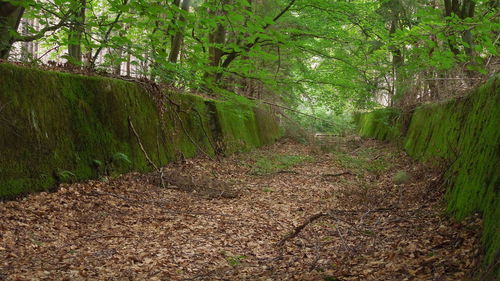 Footpath in forest