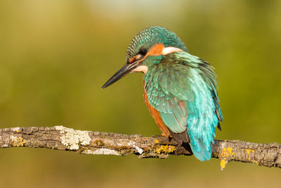 Close-up of bird perching on branch