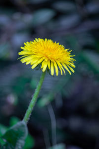 Close-up of yellow flowering plant