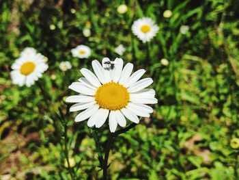 Close-up of white flowers blooming outdoors