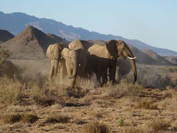 View of elephant on field against mountain range