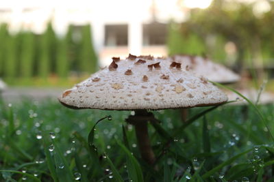 Close-up of mushroom growing on field