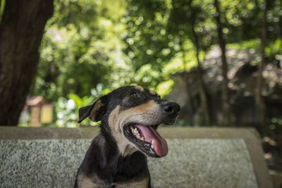Close-up of dog sitting on tree