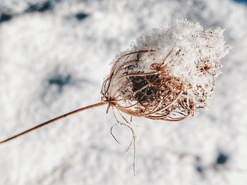 Close-up of frost on snow