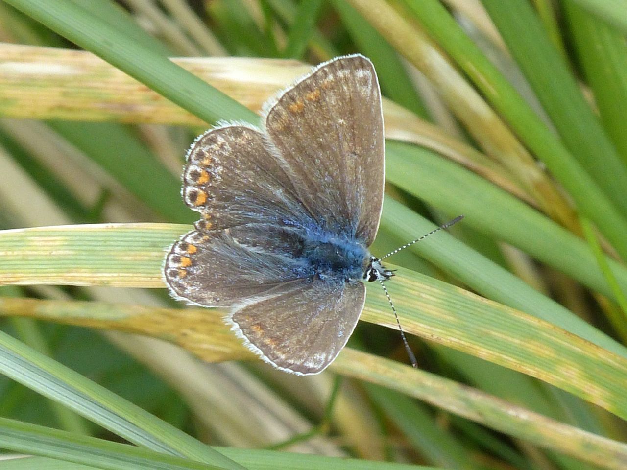 CLOSE-UP OF BUTTERFLY PERCHING ON LEAF