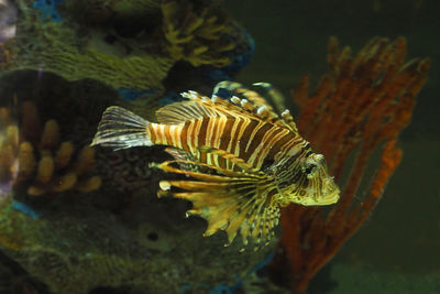 Close-up of fish swimming underwater